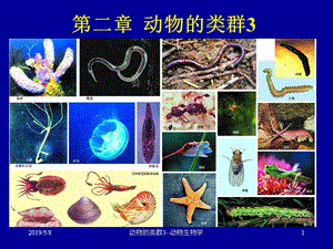 初中生物课件：2动物的类群3-假体腔环节动物.ppt