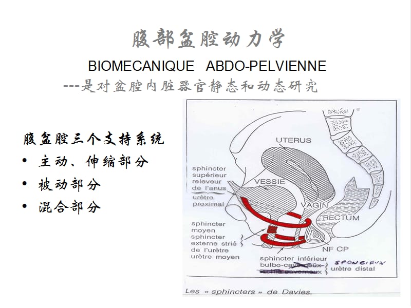 盆底肌肉动力学.ppt_第2页