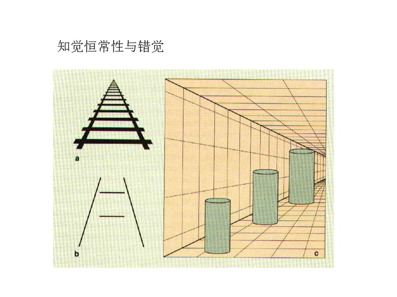 知觉恒常与错觉课件.ppt_第1页