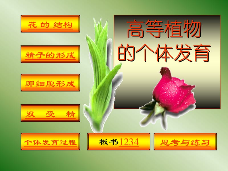 高等植物的个体发育.ppt_第2页