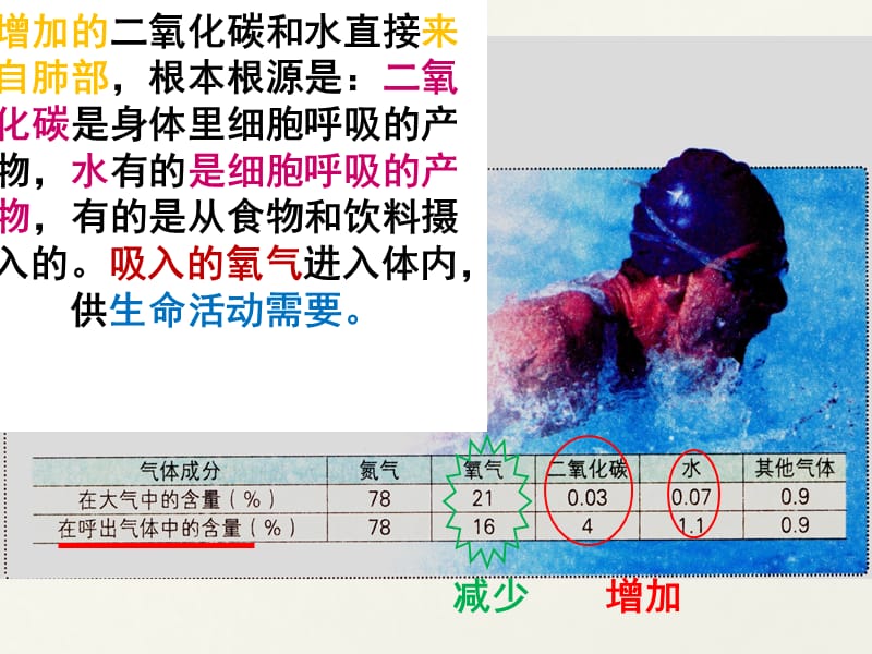 发生在肺内的气体交换(20).ppt_第3页