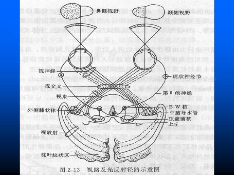 视神经及视路疾病-教学课件.ppt_第3页