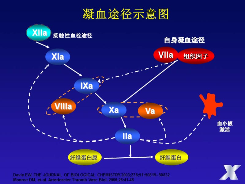 非华法林抗凝治疗：有合适的替代物吗_项美香.ppt_第2页