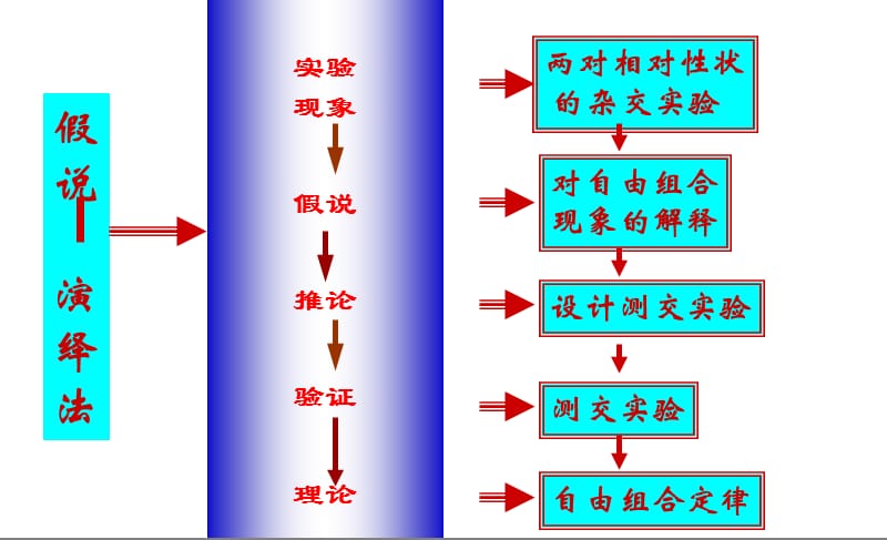 基因的自由组合定律课件_理化生_高中教育_教育专区.ppt_第2页