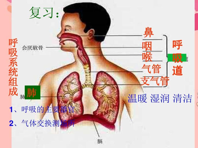 发生在肺内的气体交换课件(2).ppt_第1页