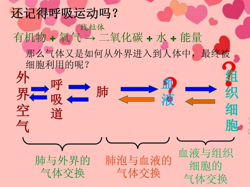 发生在肺内的气体交换课件(2).ppt_第2页