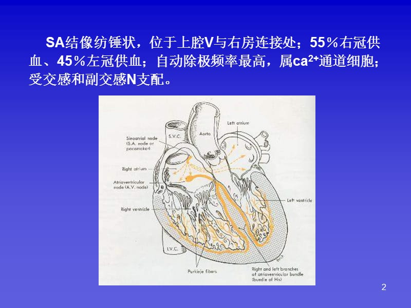 对窦性心率的新认识.ppt_第2页