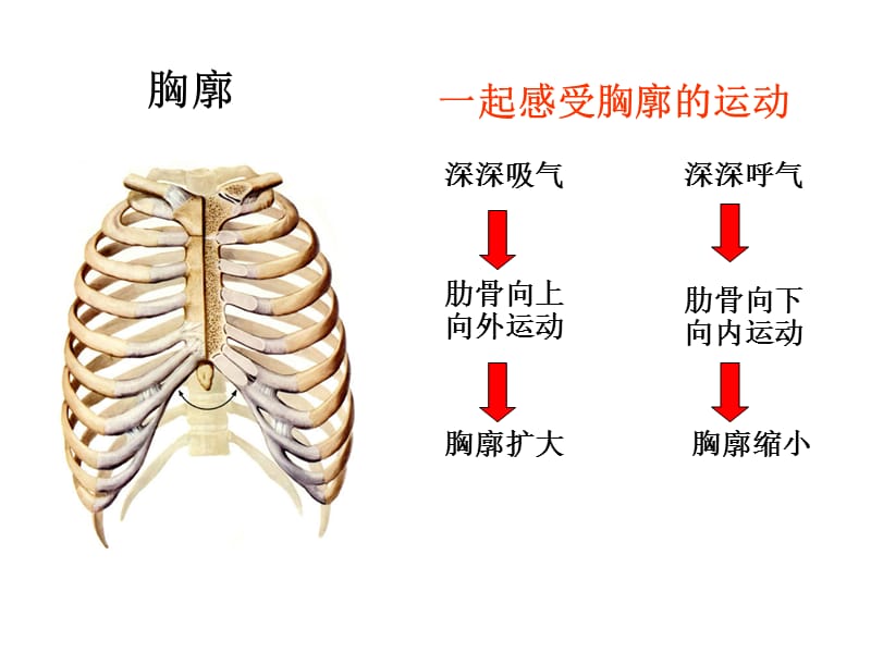 发生在肺内的气体交换(修改(1).ppt_第2页