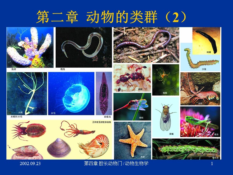 初中生物课件：2动物的类群2-腔肠扁形动物.ppt_第1页