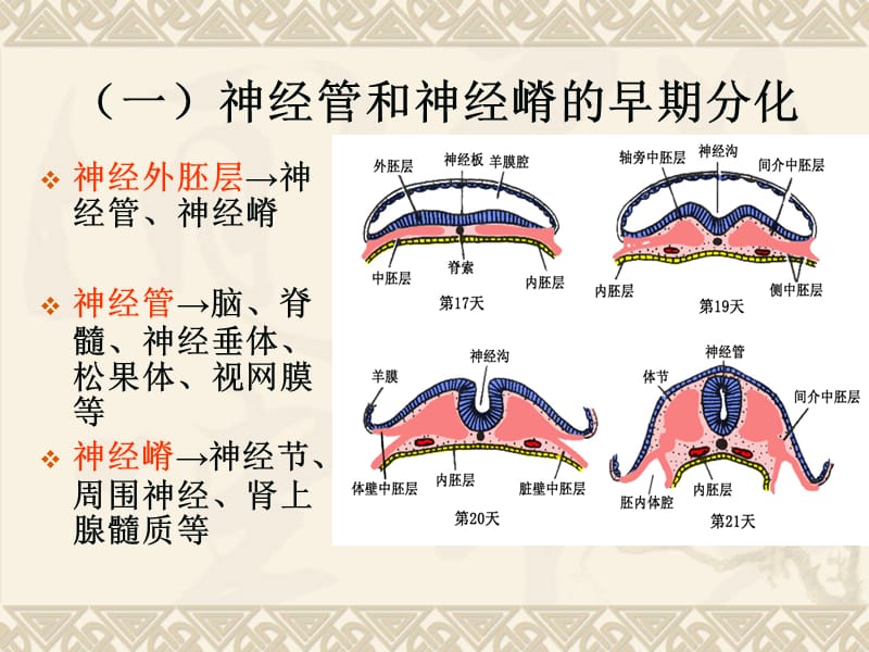 最终26神经系统发生.ppt_第2页