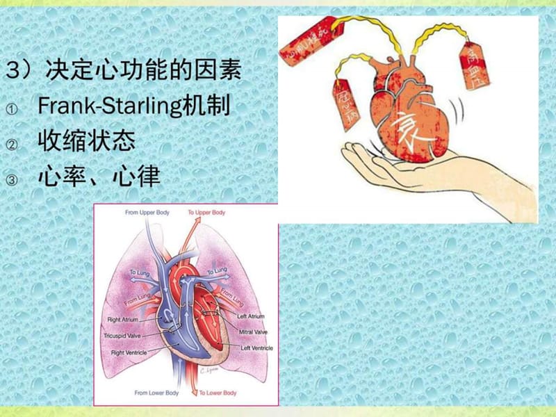 心力衰竭及监护技术.ppt_第3页