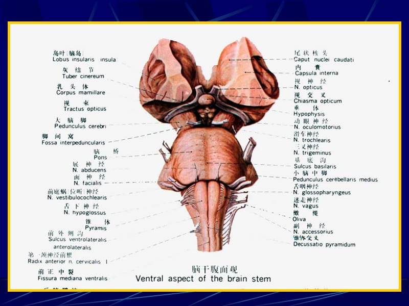 脑干内部结构-解剖学教学课件.ppt_第2页
