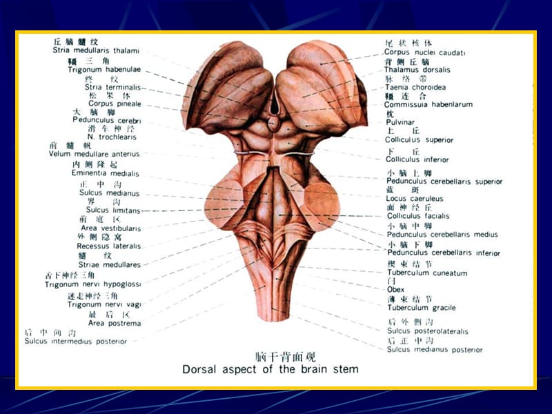 脑干内部结构-解剖学教学课件.ppt_第3页