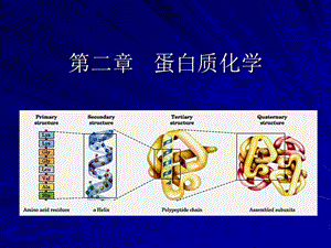 《蛋白质化学》PPT课件.ppt