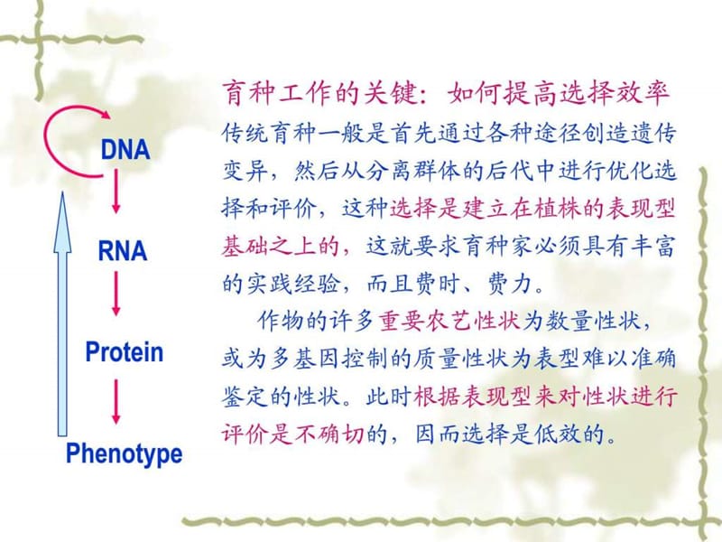 分子标记辅助育种.ppt_第2页