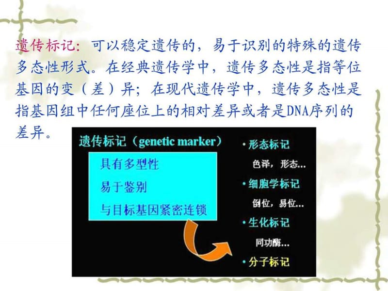 分子标记辅助育种.ppt_第3页