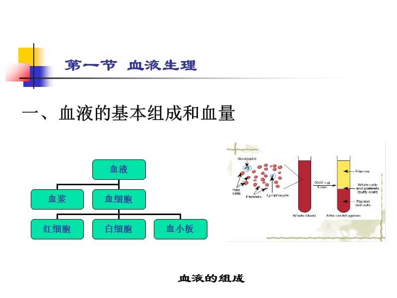 护理 第五章 血液与造血系统.ppt_第3页