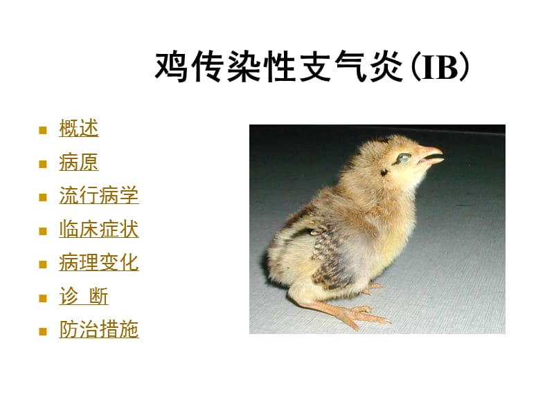 禽病学--病毒病_第三节_IBPPT课件.ppt_第1页