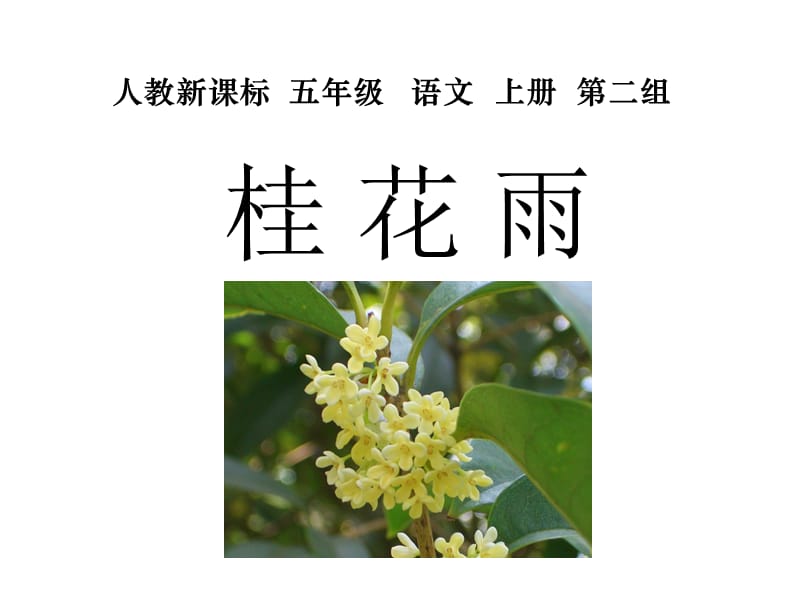 《桂花雨》PPT课件.ppt_第1页