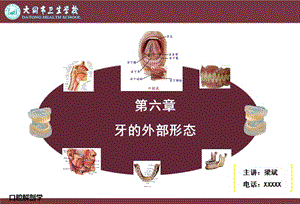 牙的外部形态ppt课件.ppt