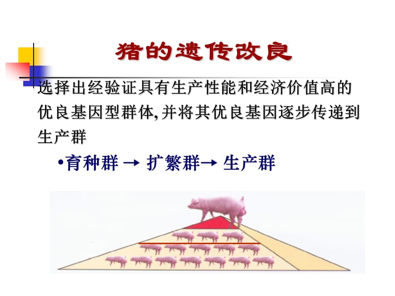 猪的育种与人工授精.ppt_第3页