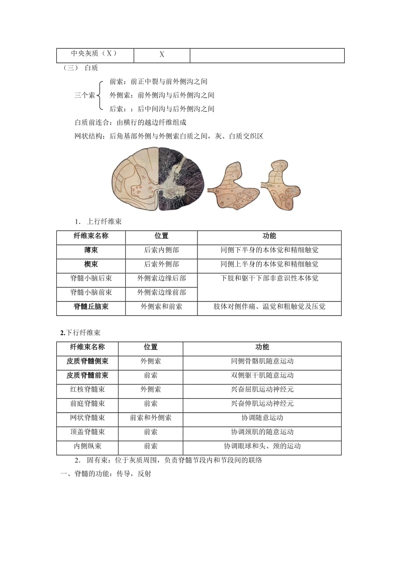 2019第十七章中枢神经系统.doc_第3页