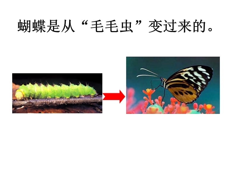 昆虫的生殖和发育-课件.ppt_第3页