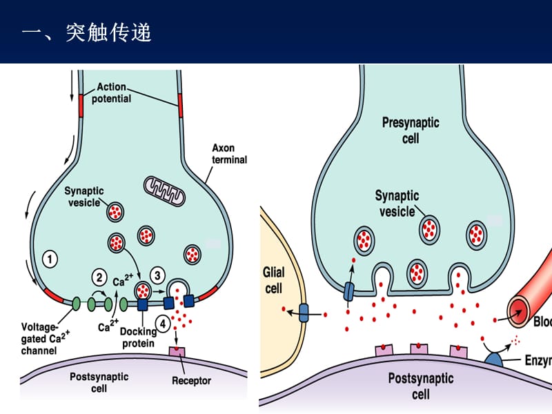 神经系统的功能(1).ppt_第3页