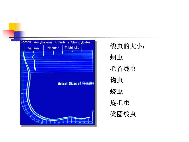 《动物寄生虫病学》许金俊-第二章：线虫病-线虫病.ppt_第3页