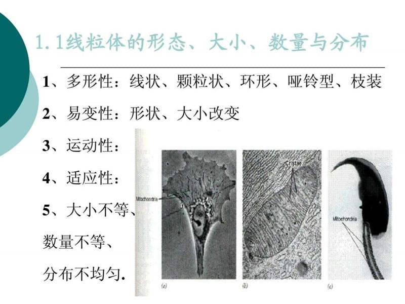 细胞的能量转换器,教辅.ppt_第3页