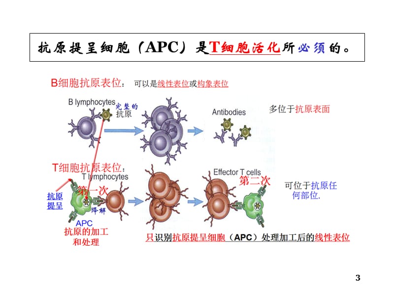 抗原提呈细胞及固有免疫应答.ppt_第3页
