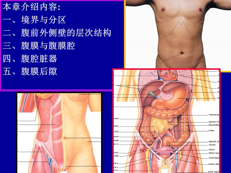 腹部简介学生用ppt课件(1).ppt_第2页