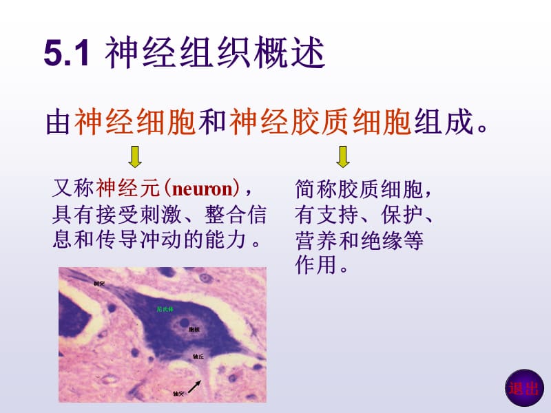 神经组织PPT课件.ppt_第2页