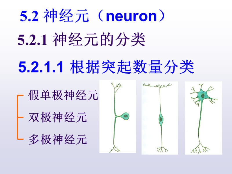 神经组织PPT课件.ppt_第3页