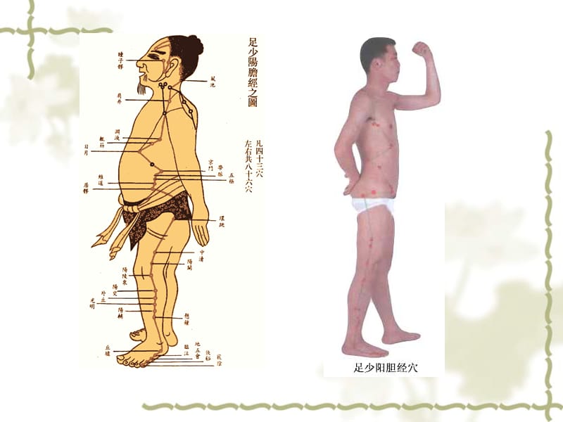 针灸学课件足三阳经17足少阳胆经ppt课件.ppt_第3页