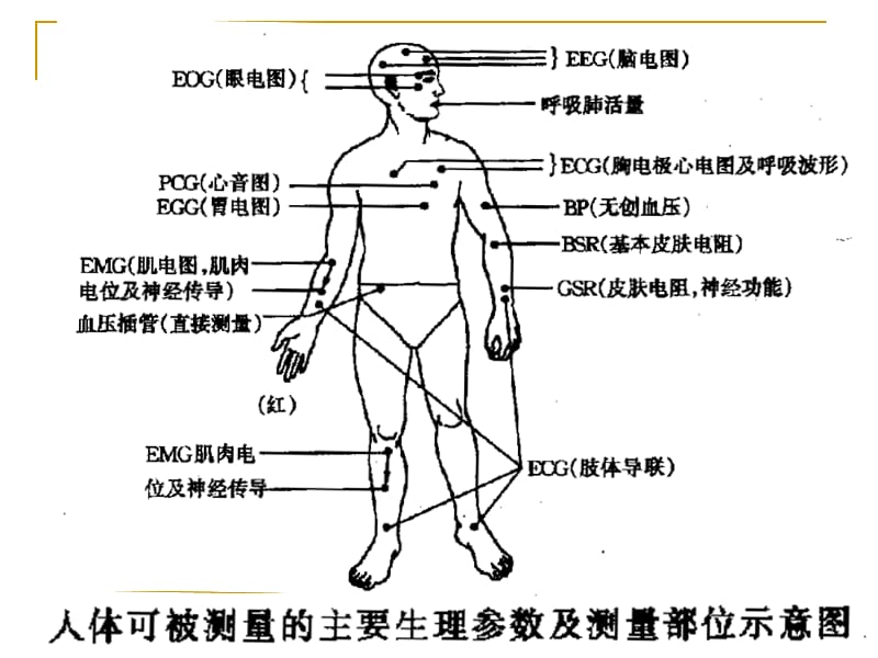 生物电测量仪器.ppt_第3页