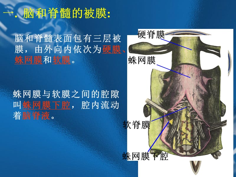 脑和脊髓的被膜、血管及脑脊液循环.ppt_第2页