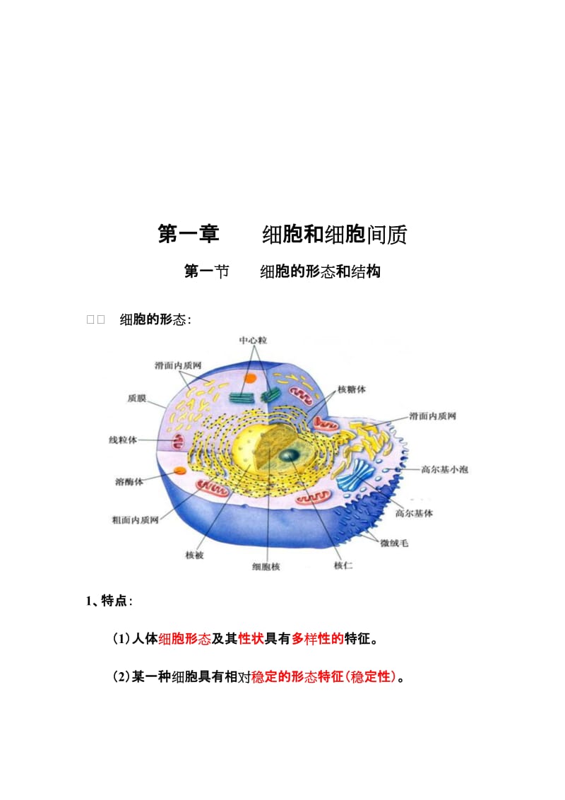 2019第一篇人体组成的结构基础Microsoft Word 文档.doc_第2页