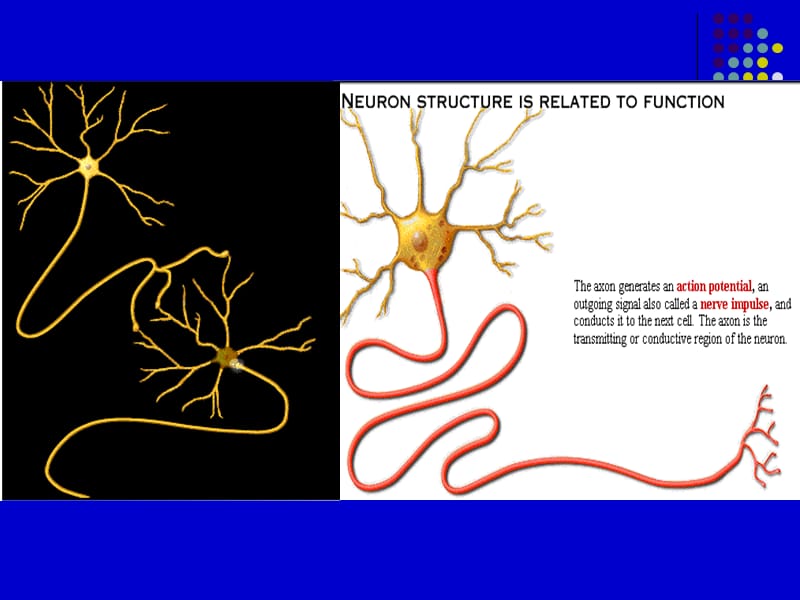 生理学--细胞的基本功能PPT课件.ppt_第3页