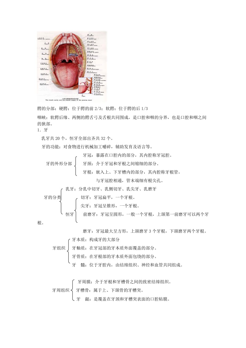 2019第九章消化系统Convertor.doc_第2页