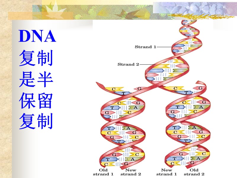 DNA的生物合成PPT课件.ppt_第3页