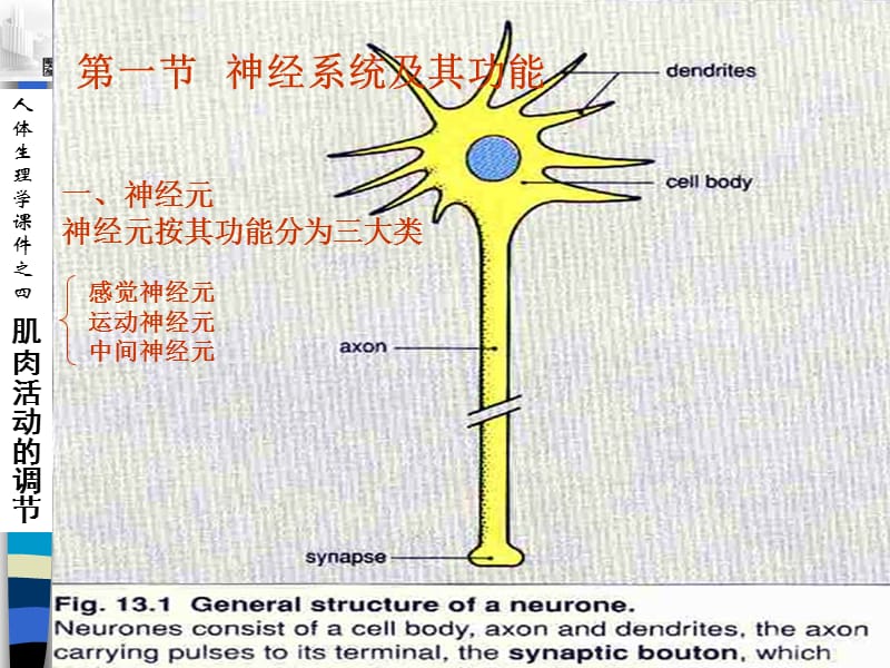 运动生理学ExercisePhysiology.ppt_第3页