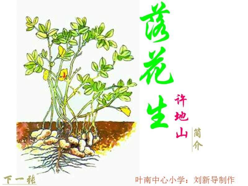 长春版六年级上册落花生课件.ppt_第1页