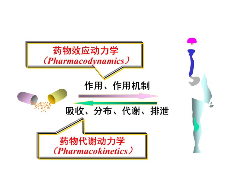 药物效应动力学(临床.ppt_第2页