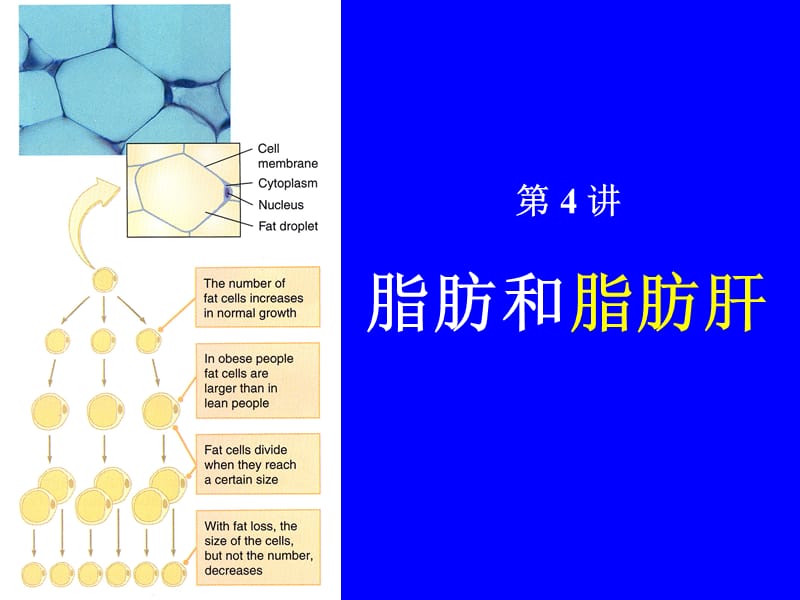 脂肪和脂肪肝PPT课件.ppt_第1页