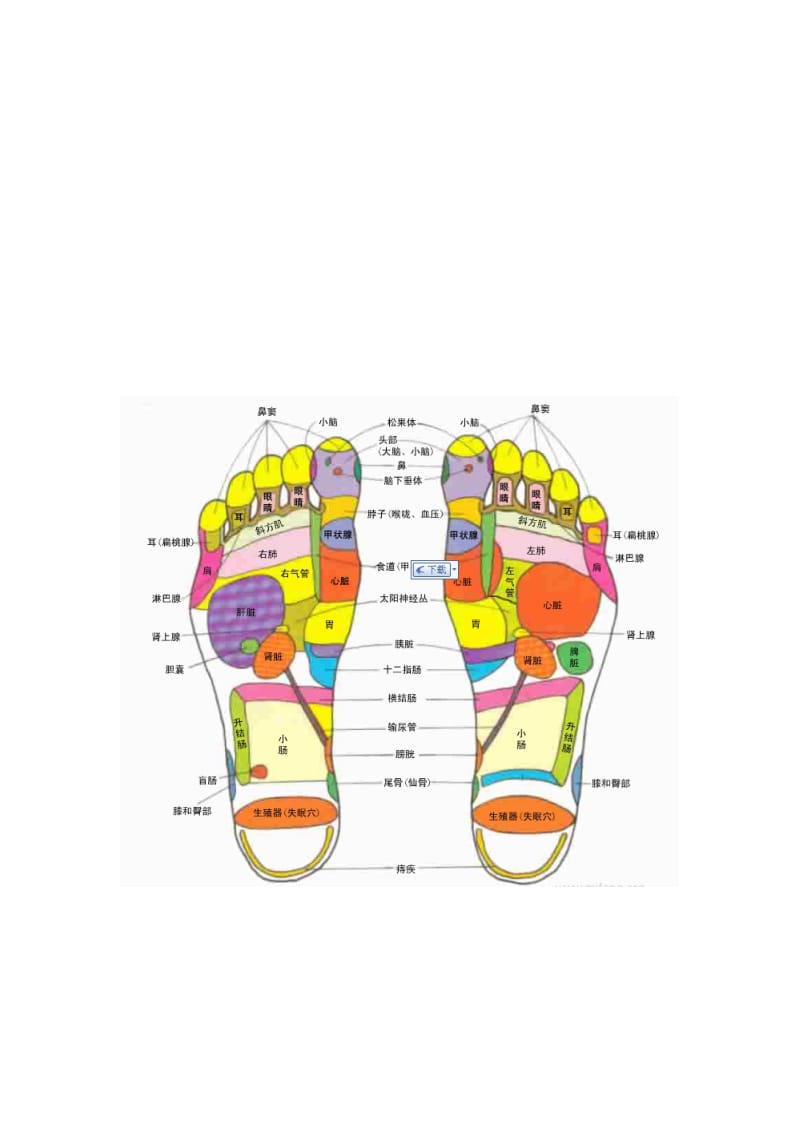 2019足底按磨的穴位对应器官图解.doc_第1页