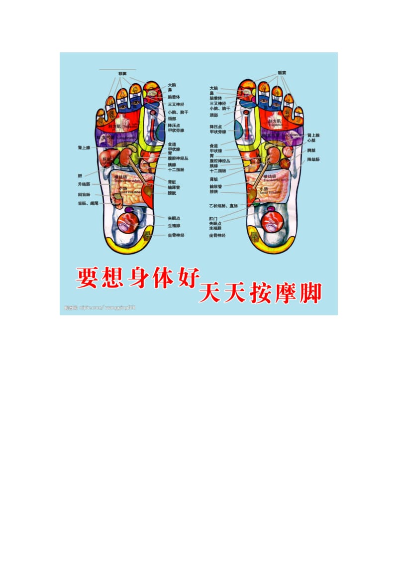 2019足底按磨的穴位对应器官图解.doc_第2页