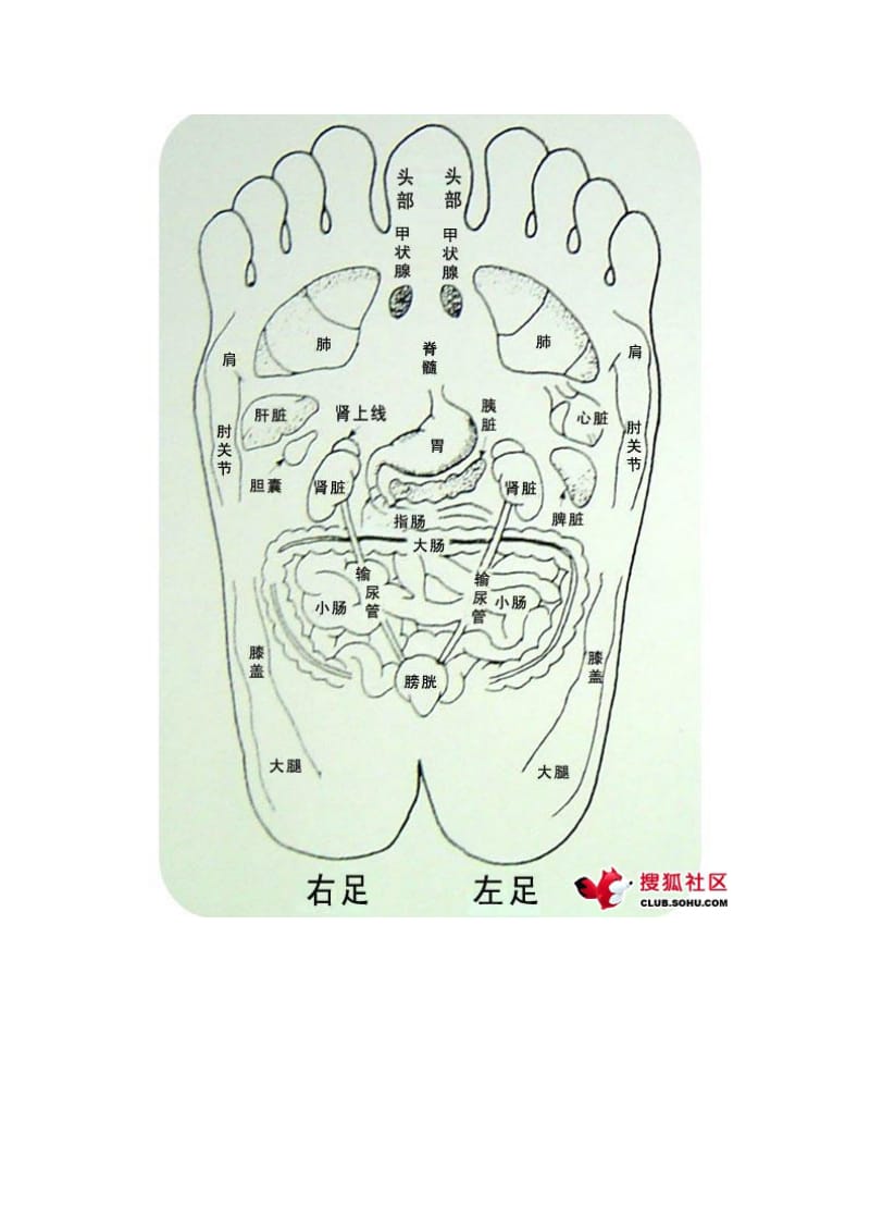 2019足底按磨的穴位对应器官图解.doc_第3页