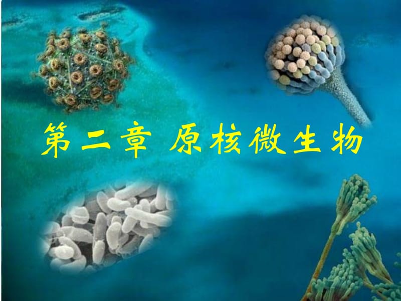 【生物课件】第二章 原核微生物 第一节 细菌（1）.ppt_第2页