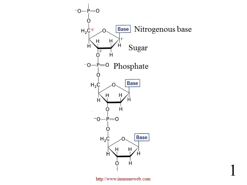 分子生物学基础.ppt_第2页